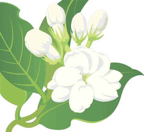 sampagita|sampaguita drawing.